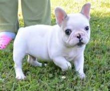 Beautiful White French Bulldog Pups for rehoming