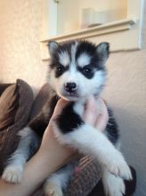 Chunky Siberian Husky puppies for Adoption - 11 Weeks Old