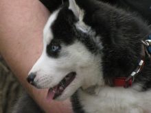 CKC Siberian Husky Females - $250 (St. Catharines)