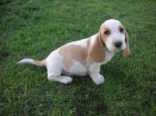 Cute Basset Hound Puppies for adoption contact::::(annamelvis225@gmail.com)