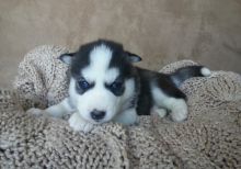 Cute puppy (Lucy) our Siberian Husky for adoption