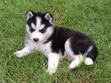 Cute Siberian husky Puppies for adoption contact::::(annamelvis225@gmail.com)