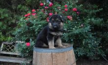 German Shepherd Dog Puppies For Sale