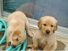 Golden Retriever Puppies