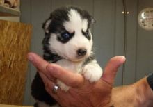 Good Looking Siberian Husky Puppy For Adoption