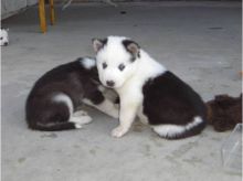 Litter of Siberian Husky pups due any day