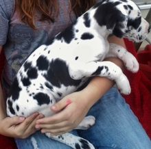 Lovely and Cutest Great Dane puppy