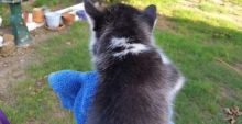 Male Siberian Husky for free for adoption