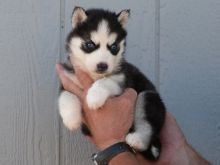 Playful and nice colored Siberian Husky puppies-(442) 888-8757