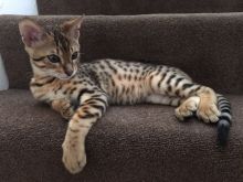 Pure breed Bengal kitten