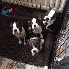 Stunning Boston Terrier Puppies