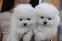 Teacup Pomeranian Puppy babies