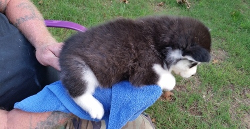 11 Week Old Siberian Husky Puppy Looking For Loving Home! Image eClassifieds4u