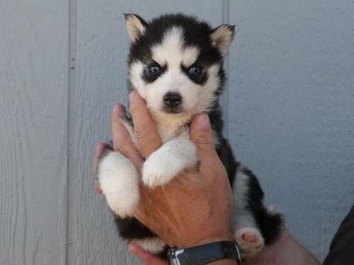 11 Week Old Siberian Husky Puppy Looking For Loving Home! Image eClassifieds4u