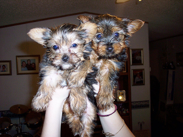 Adorable AKC Yorkshire Terrier puppies -11 weeks Old Image eClassifieds4u