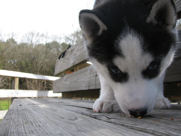 Adorable CKC Siberian Husky puppies -11 weeks Old Image eClassifieds4u