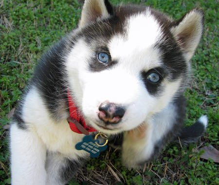 Adorable CKC Siberian Husky Puppies for offer Image eClassifieds4u