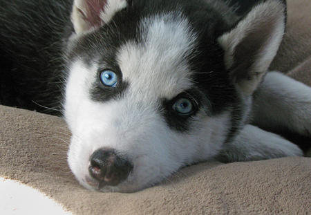 Adorable CKC Siberian Husky Puppies for offer Image eClassifieds4u