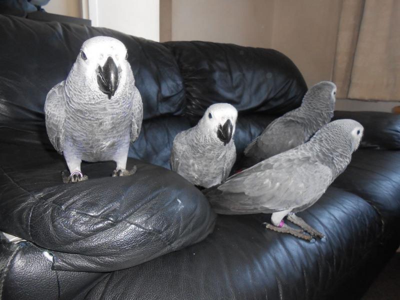 ...AFRICAN GREY PARROTS ... Image eClassifieds4u