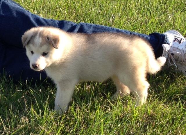 Alaskan Malamute Puppies for adoption Image eClassifieds4u