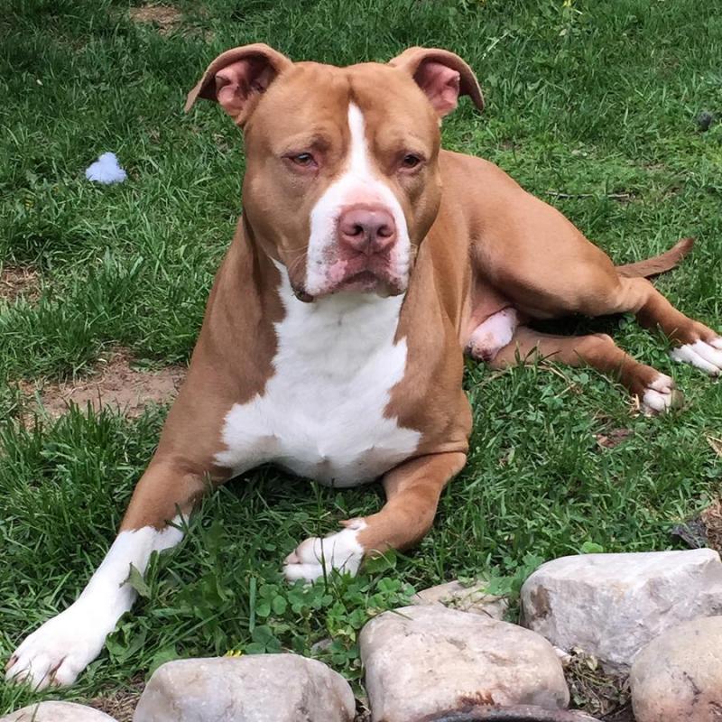 Amazing red nose APBT puppies born June 6, various colors Image eClassifieds4u