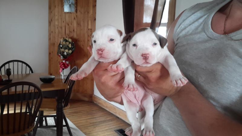 Amazing red nose APBT puppies born June 6, various colors Image eClassifieds4u