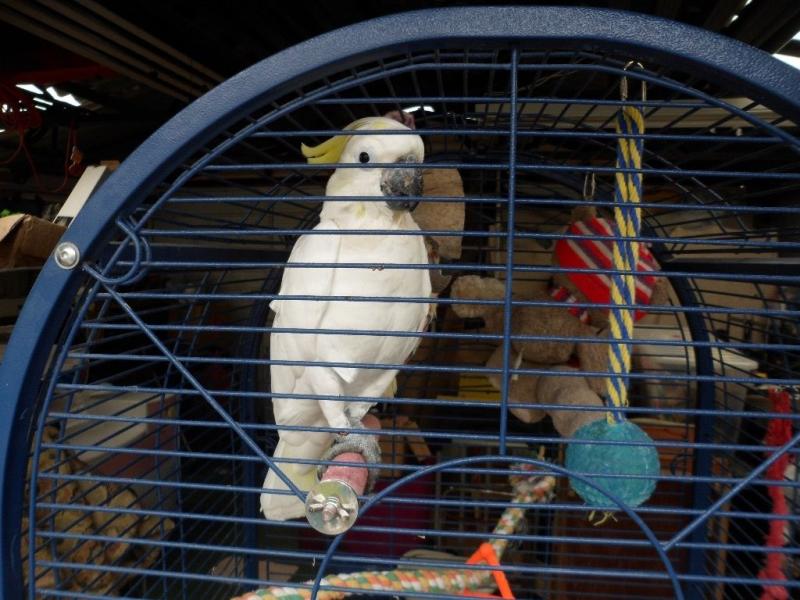 atoo parrots Image eClassifieds4u