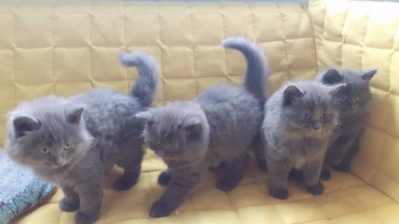 British Short hair Image eClassifieds4u