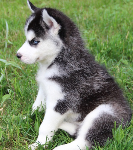 Chunky Siberian Husky puppies for Adoption - 11 Weeks Old Image eClassifieds4u