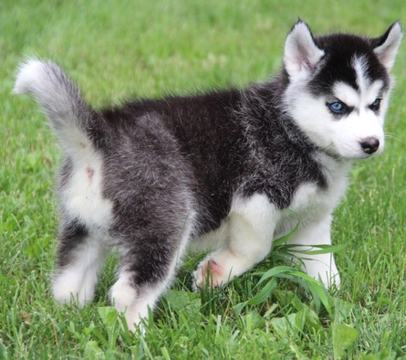 Chunky Siberian Husky puppies for Adoption - 11 Weeks Old Image eClassifieds4u