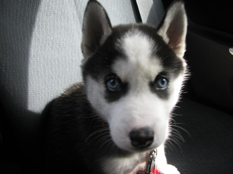 CKC Siberian Husky Females - $250 (St. Catharines) Image eClassifieds4u