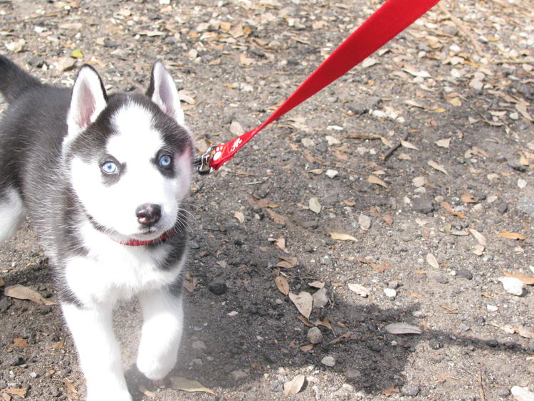 CKC Siberian Husky Females - $250 (St. Catharines) Image eClassifieds4u