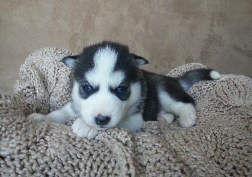 Cute puppy (Lucy) our Siberian Husky for adoption Image eClassifieds4u