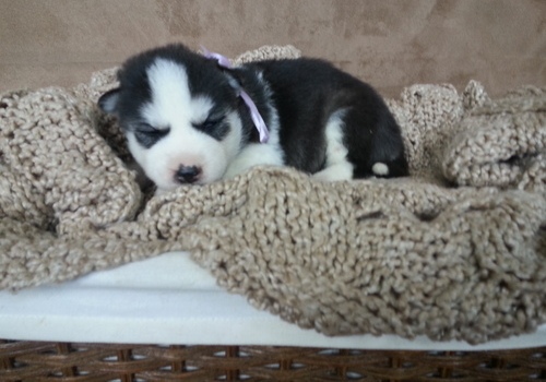 Cute puppy (Lucy) our Siberian Husky for adoption Image eClassifieds4u