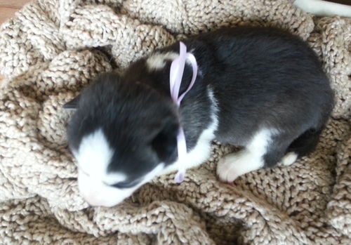 Cute puppy (Lucy) our Siberian Husky for adoption Image eClassifieds4u