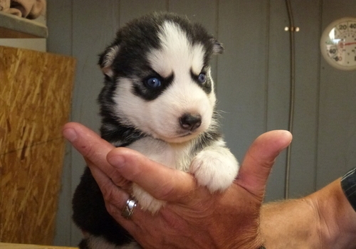 Good Looking Siberian Husky Puppy For Adoption Image eClassifieds4u