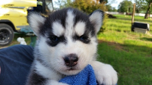 Good Looking Siberian Husky Puppy For Adoption Image eClassifieds4u