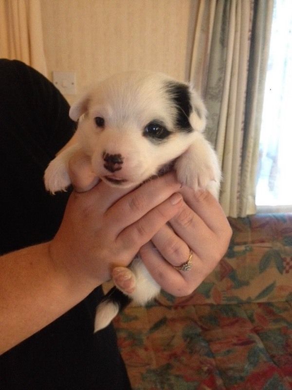 JACK RUSSELL PUPPY Image eClassifieds4u