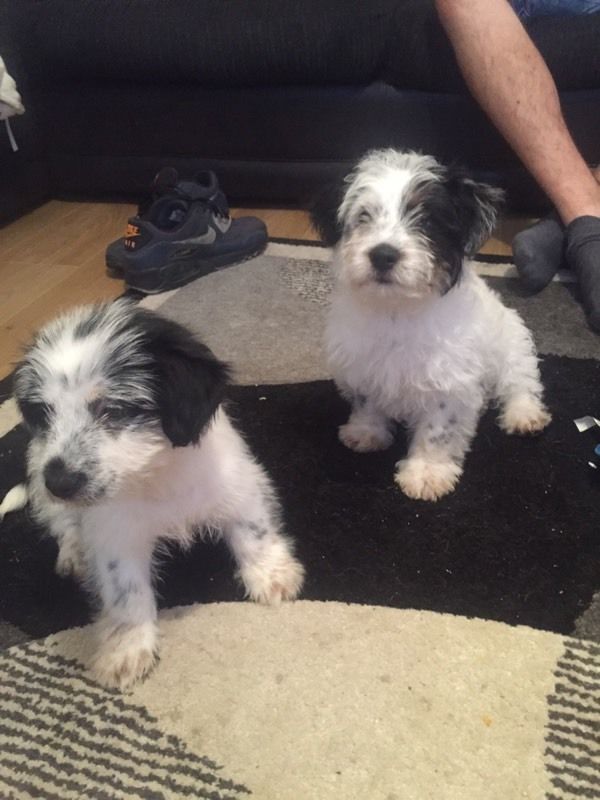 Jack Russell x bichon frise Pups Image eClassifieds4u