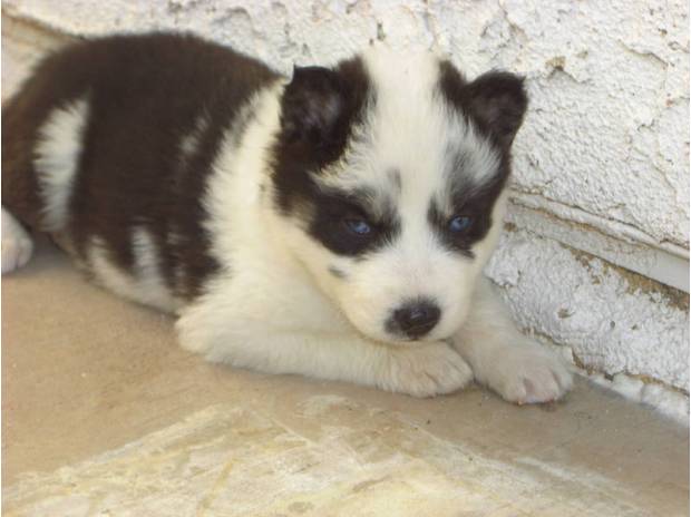 Litter of Siberian Husky pups due any day Image eClassifieds4u