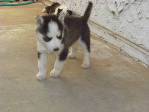 Litter of Siberian Husky pups due any day Image eClassifieds4u