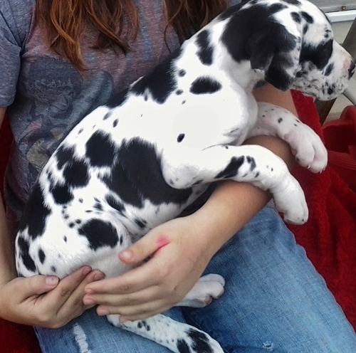 Lovely and Cutest Great Dane puppy Image eClassifieds4u