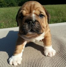 ENGLISH BULLDOG PUPPIES Image eClassifieds4u 2