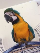 macaw parrots Image eClassifieds4u 1