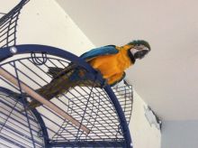 macaw parrots Image eClassifieds4u 2