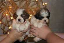 Shih Tzu available Image eClassifieds4U