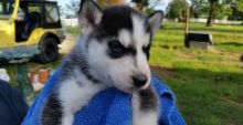 11 Week Old Siberian Husky Puppy Looking For Loving Home! Image eClassifieds4u 2