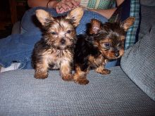 Adorable AKC Yorkshire Terrier puppies -11 weeks Old Image eClassifieds4u 2