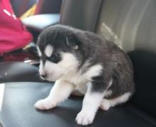 Adorable CKC Siberian Husky puppies -11 weeks Old Image eClassifieds4u 3