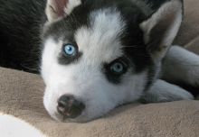 Adorable CKC Siberian Husky Puppies for offer Image eClassifieds4u 2